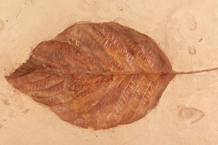 Large Red Fossil Leaf (Aesculus) - Montana #95321